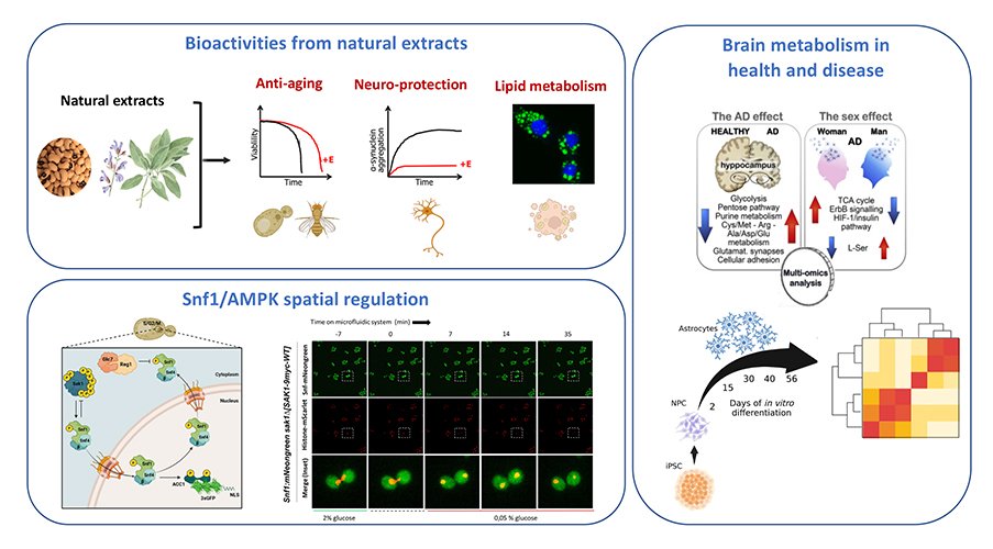 GA per sito BtBs new2026