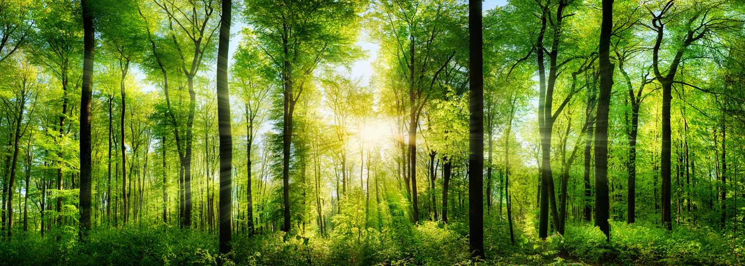 Enviromental Biodiversity and Ecosystem Reasearch area BtBs UNIMIB