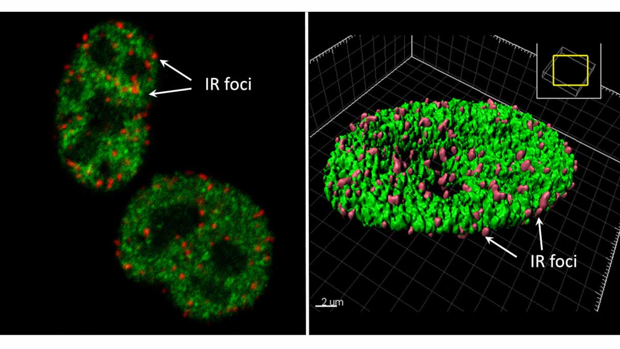 Figura_Silvia-Barabino-Lab-BtBs-UNIMIB Figura_Silvia-Barabino-Lab-BtBs-UNIMIB