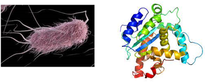 Laboratorio di Biochimica delle Proteine - Matilde Forcella - BtBs UNIMIB Laboratorio di Biochimica delle Proteine - Matilde Forcella - BtBs UNIMIB