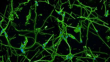 Lab Neurobiologia