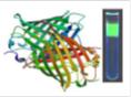  Fluorescnza BtBs UNINIB
