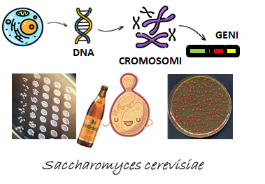 Laboratorio di Genetica Laboratorio di Genetica