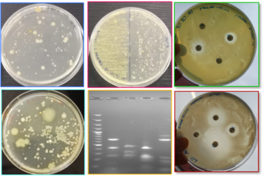 Laboratorio di Microbiologia e Biologia Molecolare
