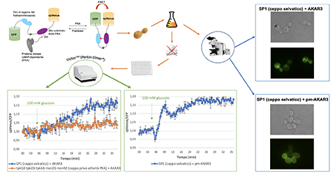 Longoni Elisa_GRAPHICAL ABSTRACT BtBsDay 2020 Longoni Elisa_GRAPHICAL ABSTRACT BtBsDay 2020