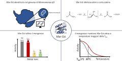Marchetti Alessandro_GRAPHICAL ABSTRACT BtBsDay 2020 Marchetti Alessandro_GRAPHICAL ABSTRACT BtBsDay 2020